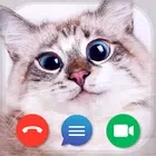 猫咪假通话和聊天Cat Video Calls