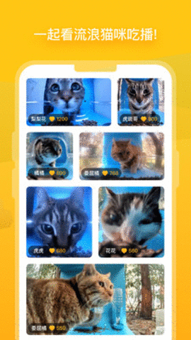 哈啰街猫app图1